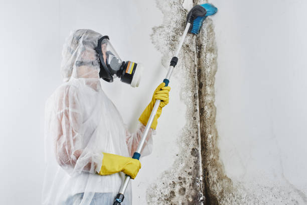  Vallejo, CA Mold Removal Pros