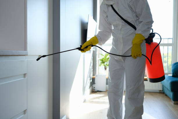 Best Black Mold Remediation in Vallejo, CA