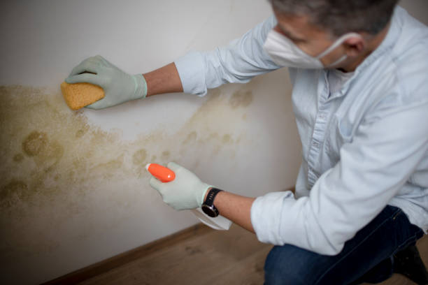 Best White Mold Remediation in Vallejo, CA