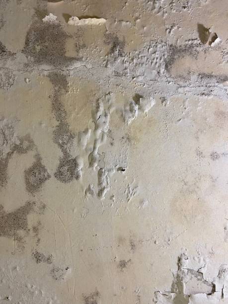 Best Basement Mold Remediation in Vallejo, CA