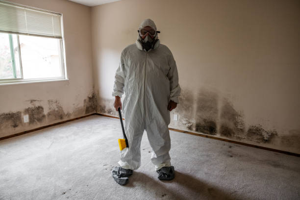 Best Insurance-Related Mold Remediation in Vallejo, CA