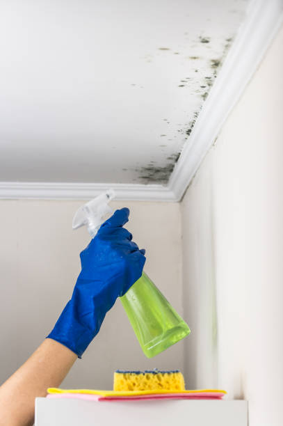 Best Kitchen Mold Remediation in Vallejo, CA